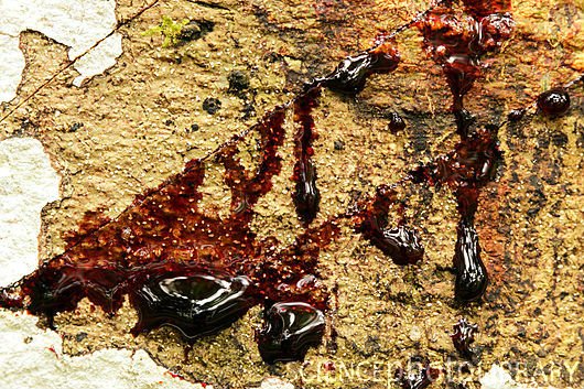 Sangue di drago immagini e fotografie stock ad alta risoluzione - Alamy