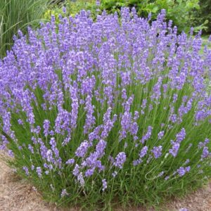 Oleolito alla Lavanda