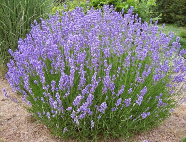 Oleolito alla Lavanda