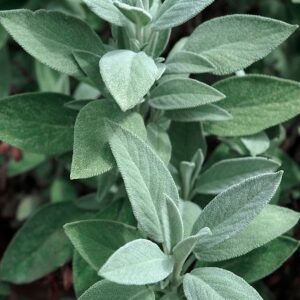Idrolato di salvia